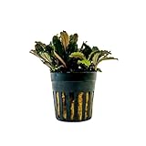 AquaOne Aquarium Pflanze Bucephalandra sp. 'Blue...