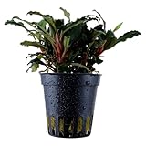 WASSERPFLANZEN WOLFF – Bucephalandra 'Mini Red'...