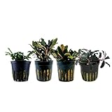 AquaOne Aquarium Pflanzen I 4x Bucephalandra...