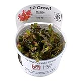 Rotala macrandra 1-2-GROW! (in vitro)
