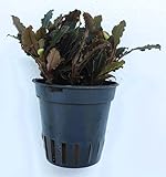 WASSERPFLANZEN WOLFF – Bucephalandra 'Indigo...