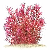 Rotala rotundifolia 'Singapore Blood Red' in vitro...