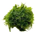 Fissidens fontanus Phönix Moos, Aquarienpflanze...