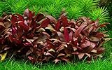 Tropica Aquarium Pflanze Alternanthera reineckii...