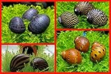 3 Rennschnecke + 1x Napfschnecke - Anti Algen...