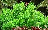 Tropica 1-2-GROW! Indische Sternpflanze/Pogostemon...