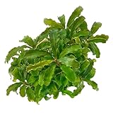 USCAPE Bucephalandra - Wavy Green in vitro XL -...