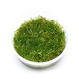 USCAPE Vesicularia montagnei - Christmas Moos in...