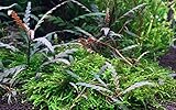 Tropica 1-2-GROW! Hygrophila pinnatifida -...
